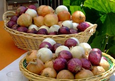 La produzione prevista in quest'area tipica e' stimata in 35-40.000 ton, cosi' suddivisa: Gialla (55%), Bianca (35%) e Rossa (10%). La raccolta va da giugno a settembre e il prodotto viene commercializzato fino a maggio, grazie alla frigoconservazione.