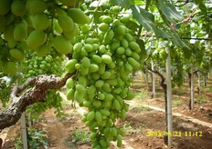 "L'azienda Clarabella di Antonio Bernardi, sita a Palagiano (TA), e' specializzata nella produzione di uve con seme e senza seme. Qui vediamo un grappolo di uva bianca Vittoria, nella fase precedente alle operazioni di "acinellatura", cioe' della eliminazione manuale degli acini troppo piccoli o non ben formati."