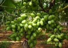 "La fase manuale di lavorazione e' molto lunga e costosa. Ci vogliono 7 ore per eliminare gli acini piu' piccoli da 15 ceppi d'uva. "Una delle ragioni della presenza di piccoli acini - spiega Antonio Bernardi - e' la variabilita' climatica. L'uva Vittoria e' infatti molto sensibile e avrebbe bisogno di condizioni meteo il piu' possibile stabili e costanti"."