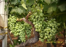 "Uva Vittoria nella fase della cosiddetta "invaiatura", stadio della maturazione nel quale il colore del grappolo subisce un viraggio, dovuto all'accumulo di carotenoidi. Il colore verde in questa fase e' dunque meno intenso, salvo ricomparire in tutto il suo splendore al termine di questo processo naturale. "Quando la fase dell'invaiatura e' completa - spiega Antonio Bernardi - e' come se si vedesse il brutto anatroccolo diventare cigno"."