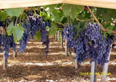 Grappoli di uva Black Magic, una delle varieta' prodotte presso l'azienda Clarabella.