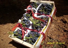 Quest'anno, l'azienda Clarabella ha venduto l'intera produzione di Black Magic in esclusiva al grossista esportatore Giacovelli di Locorotondo (BA).