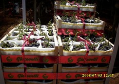 "Clarabella e' fornitore di Giacovelli dal 2002, anche se in modo discontinuo. "Quest'anno - spiega Antonio Bernardi - abbiamo raggiunto un accordo di fornitura per tutta l'uva Black Magic già a maggio"."