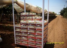 Pedana in allestimento. Ogni pedana e' costituita da 104 cassette.