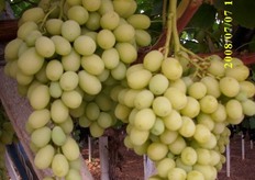 "Una prova in campo di una nuova promettente varieta' di uva bianca senza semi, la Princess. L'origine di questa cultivar è la California, dove Antonio Bernardi si e' recato qualche anno fa proprio alla ricerca di nuove tipologie interessanti di uva da tavola. "L'obiettivo - spiega Antonio - e' quello di proporre al mercato un valido sostituto senza semi della varieta' Italia, che maturi nello stesso periodo e che presenti lo stesso gusto e profumo moscato, tipico dell'uva Italia"."