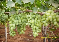 "Grappoli di uva Vittoria subito dopo aver tolto i panni protettivi che proteggono i frutti dal sole. "L'aspetto esteriore del grappolo, in questa fase, e' un po' bruttino, ma solo momentaneamente", conclude Antonio."