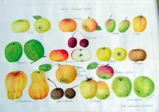 La Mostra e' stata impreziosita anche dai quadri di un'artista specializzata nella riproduzione di antiche varieta' frutticole.