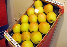 Dettaglio del clone Golden Parsi Da Rosa.