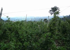 Campi di Physalis Peruviana.