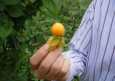 Dettaglio di frutto di Physalis Peruviana (alchechenge). La Physalis Peruviana e' straordinariamente ricca di vitamina A. Viene utilizzata in dolci, oppure abbinata fresca a insalate e macedonie. Trasformata in succo, e' tanto esotica quanto deliziosa. E' anche utilizzata come elemento decorativo nei piatti preparati dai ristoranti più raffinati.