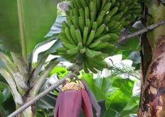 Un ramo carico di banane con il caratteristico fiore rosso scuro.