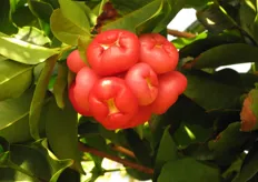La varieta' di frutto esotico chiamata Mela d'acqua (Syzygium aqueum).