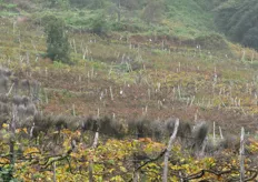 "Solo le uve prodotte nella parte sud-occidentale di Madeira finiscono nel famoso vino "Madeira"."