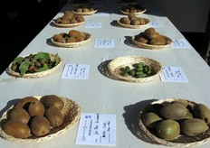 Vista generale della mostra allestita dal CRA sulle diverse varieta' di actinidia