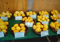 Diverse varieta' di limone.