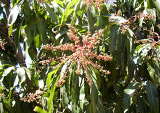 Qui e nelle immagini seguenti, una serie di foto realizzate da Claudio Scandella (Spreafico) in Brasile (produzione di mango) e in Israele (produzione di avocado, melograno e patate rosse).