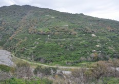 La coltivazione dei limoni si effettua mediante terrazzamenti lungo le scoscese pareti delle colline della zona.