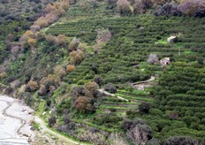 I costi di produzione risultano elevati proprio a causa della particolare conformazione del terreno, che rende costose le operazioni di potatura, gestione e raccolta.