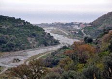 Sullo sfondo si intravede il mare. Il Limone Interdonato e' una produzione tipica della costa jonica messinese.