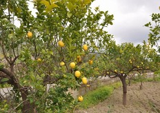 Alberi di limoni sul finire della stagione produttiva.