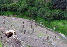 Lo sbancamento mette in evidenza la struttura terrazzata dell'impianto.
