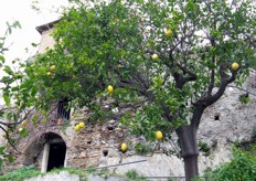 Un limone secolare si staglia contro le vecchie mura.
