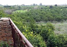 Una vista dall'alto di una parte del limoneto tramandato da una generazione all'altra degli Interdonato.