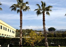 Sullo sfondo, svetta la cima del Vulcano Etna, il gigante intorno al quale si estende la Piana di Catania, zona vocata per la produzione dell'Arancia Rossa di Sicilia IGP.