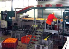 Il magazzino di lavorazione del Gruppo Bonomo prevede tre selezioni prima del confezionamento. Questo e' il banco di preselezione, effettuata sul prodotto in arrivo dai campi.