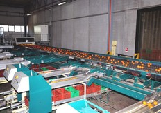 Dopo una fase di lavaggio, spazzolatura e asciugatura, le arance passano una seconda fase di selezione, prima di arrivare al sistema elettronico di calibratura a quattordici canali.
