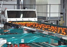 Il sistema elettronico di calibratura permette di selezionare ogni singolo frutto, oltre che per diametro, anche per volume, peso e colore.