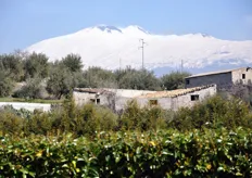 Il catanese, area siciliana vocata per la produzione dell'arancia pigmentata nota come Arancia Rossa, e' dominato dalla maestosa presenza del vulcano Etna.
