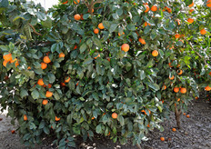 La Mariarosa produce agrumi su una superficie di 110 ettari, per un volume annuo di 6.000 tonnellate.