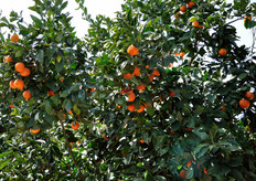 Molte le varieta' di arance pigmentate offerte, tutte a marchio IGP (Indicazione Geografica Protetta).