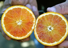 La pigmentazione della polpa e' la caratteristica principale delle arance prodotte nel catanese.