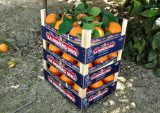 "Il prodotto di prima qualita' viene commercializzato con i marchi: "Bonta' Vostra", "La Numero uno", "La Mariarosa" e "Buonarancia". Sono disponibili diverse tipologie di confezionamento, dalla tradizionale cassetta a diversi tipi di retine."