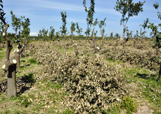 In questo lotto di terreno e' in atto un'operazione di rinnovo varietale, elemento essenziale per il mantenimento della competitivita' aziendale.