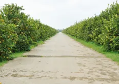 Presso l'azienda Campisi Italia di Cassibile, in provincia di Siracusa, 110 ettari sono stati avviati alla coltivazione biologica del Limone Femminello fin dagli anni '80.