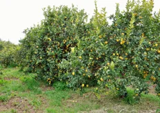 La varieta' di limone Femminello - detto anche Limone di Siracusa - si caratterizza per tre fioriture stagionali, con periodi produttivi che vanno da ottobre a marzo (var. Primofiore), da maggio a giugno (var. Bianchetto) e da agosto a settembre (var. Verdello).