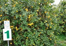 Il Limone Siracusano contiene un elevato contenuto di succo (fino al 45% per la varietà Primofiore) ed e' protetto a livello nazionale dal marchio IGP (Indicazione Geografica Protetta).
