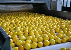 Linea di lavorazione dei limoni.