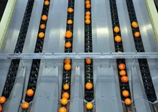 Dettaglio della linea che porta le arance verso la calibratura automatica.
