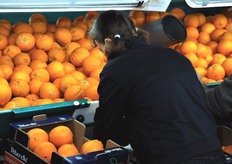 "Il banco di confezionamento e' di tipo "spagnolo", dotato di un vascone con fondo e sponde imbottite, dove le arance calibrate si depositano man mano, senza subire urti, lasciando alla manodopera il tempo necessario ad un confezionamento eseguito con cura."