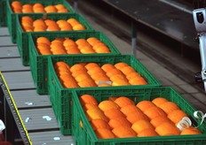 Arance da bollinare.