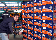 Etichettatura delle cassette.