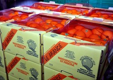 Altra tipologia di confezionamento. Oltre alle cassette a doppio strato, il magazzino e' in grado di effettuare confezioni di tipo Vertbag, Girsac, retine standard e altro.