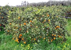 Un agrumeto tipico della zona. Come spiega Giuseppe Pasciuta, presidente del Consorzio Arancia di Ribera DOP, i terreni di quest'area sono tutti di tipo alluvionale.