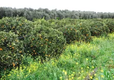 Le piante di agrumi vengono impiantate nelle valli e protette da filari di altre piante. L'arancia bionda, diversamente da quella rossa, e' infatti piu' delicata e non sopporta bene gli sbalzi termici.