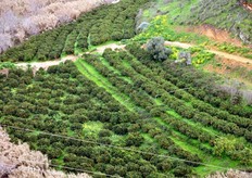Vista dall'alto di un agrumeto.