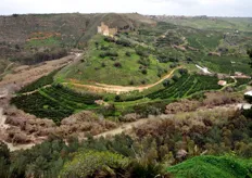 La coltivazione di agrumi ha radici antichissime in questa zona della Sicilia ed e' ancora oggi una ricchezza di grande valore.
